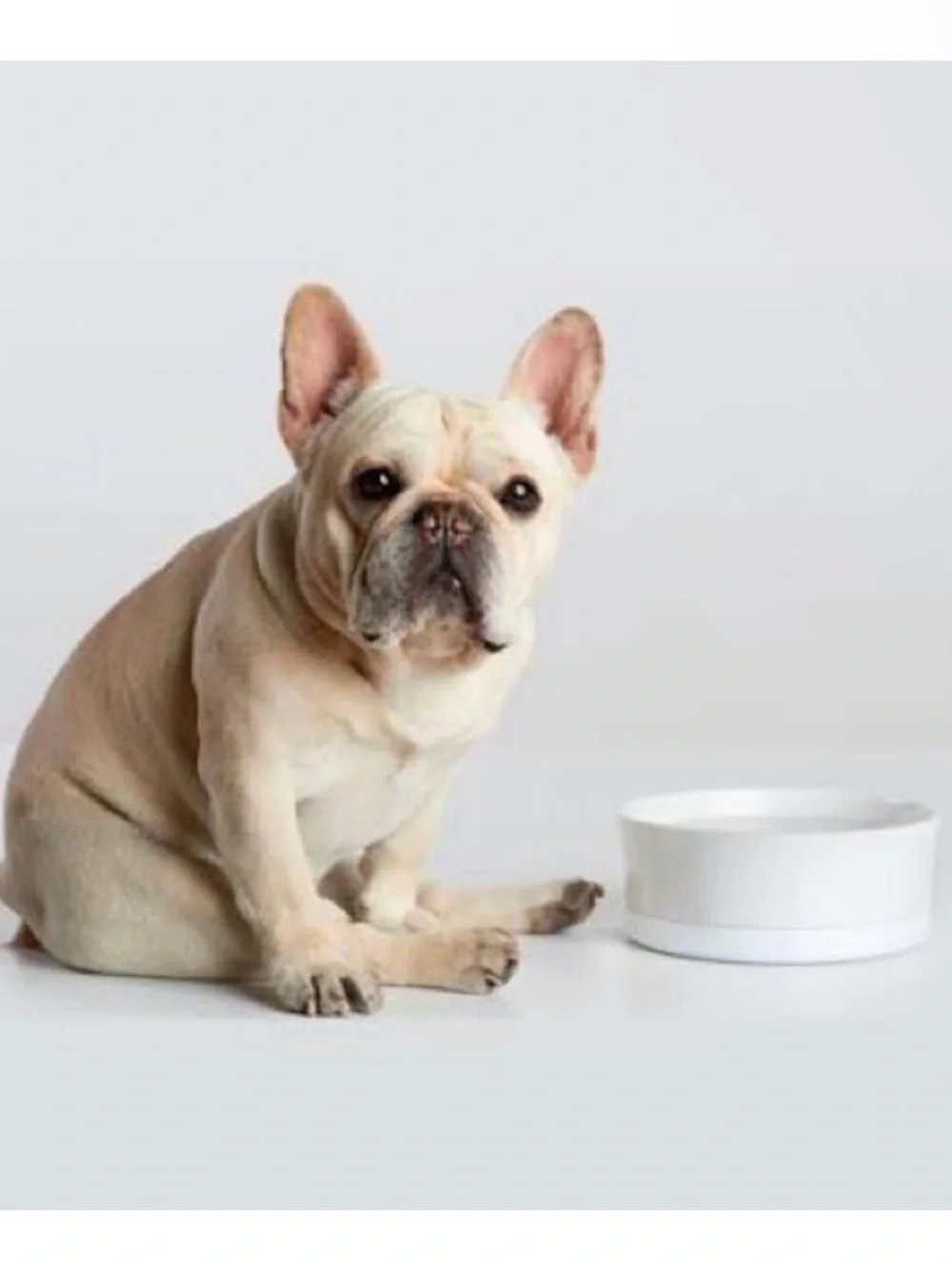 Obe ProBowl Smart dogs or cats bowl in white color NWT NIB